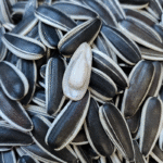 T5 sunflower seeds